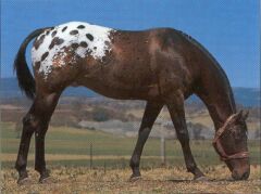 Appaloosa Horse Breed Characteristics, Health & Nutrition Guide