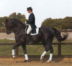 english equestrian riding apparel