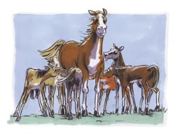 Picture of mare with foals